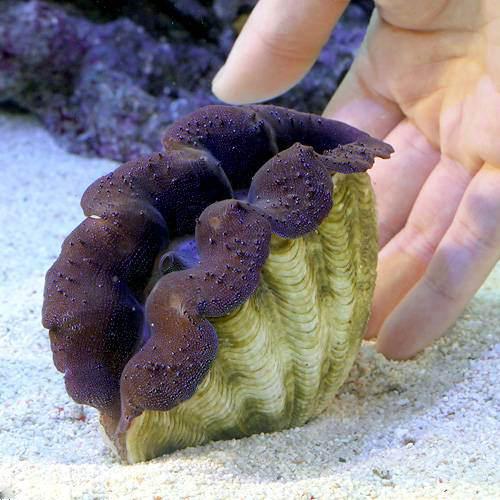 （サンゴ）ヒメシャコガイ　ブルー　MLサイズ（1匹）　北海道・九州航空便要保温