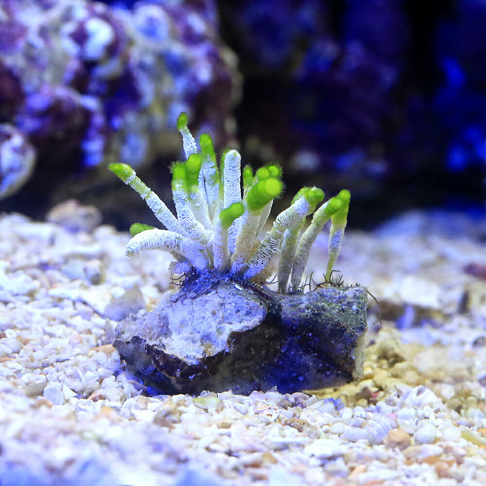 （海水魚）海藻　フデノホ　石付き　Sサイズ（1個）　北海道・九州航空便要保温...