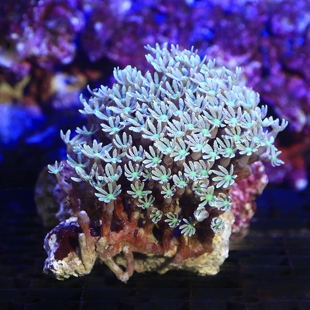 （サンゴ）沖縄産　ツツウミヅタ　ナローポリプグリーン　Mサイズ（1個）