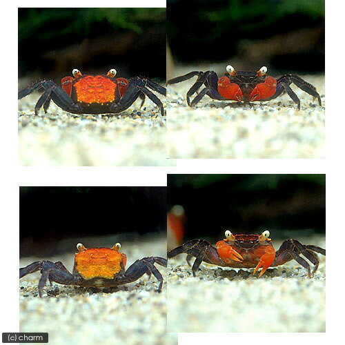 �ʥ��ӡ����ˡ˥�åɥǥӥ롦����֡�1ɤ�ˡ��̳�ƻ���彣�Ҷ������ݲ�