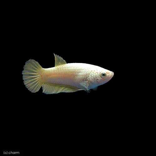 ��Ǯ�ӵ��˥٥����ϡ��եࡼ��ץ饫�åȡ�����С����쥹�ȡ�������1ɤ�ˡ��̳�ƻ���彣�Ҷ������ݲ�