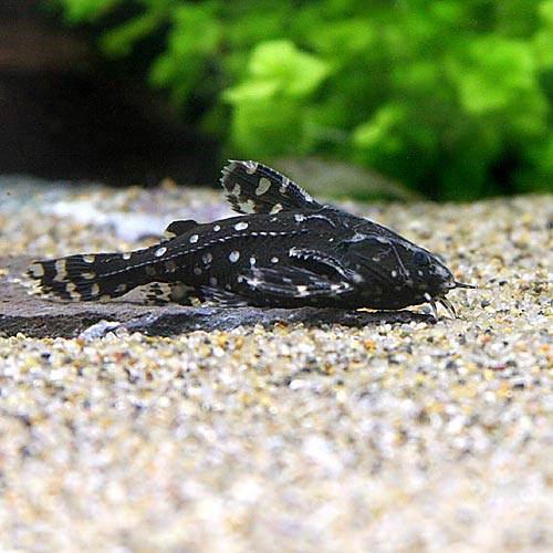 （熱帯魚）スポット・トーキングキャット（1匹）　北海道・九州航空便要保温