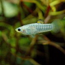(熱帯魚)リミア トリデンス(1ペア) 北海道・九州航空便要保温