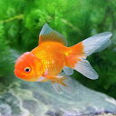 (国産金魚)オランダ獅子頭(3匹)