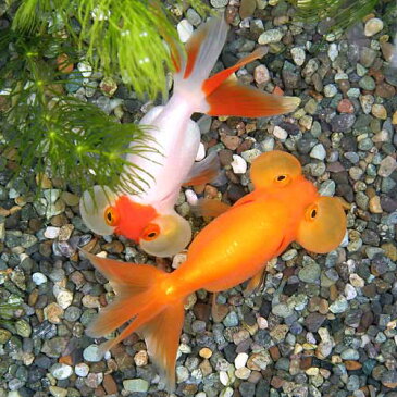 (国産金魚)水泡眼 平賀養魚場産(3匹)