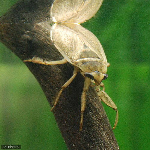 （昆虫）コオイムシ　成虫（1匹）　北海道・九州航空便要保温