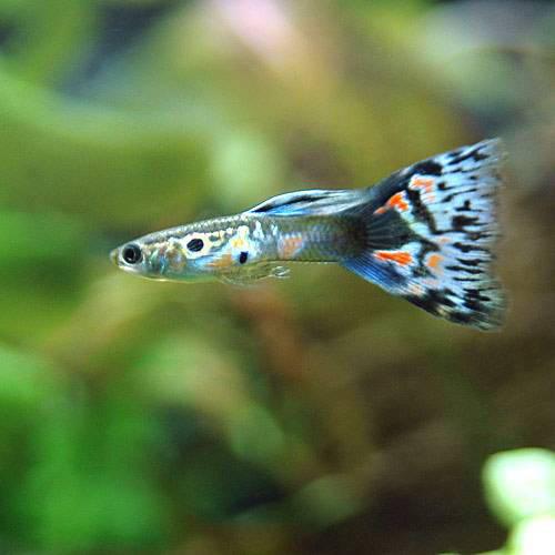 （熱帯魚）オールドファッションファンテール・グッピー（国産ブリード）（1ペア）　北海道・九州・沖縄航空便要保温