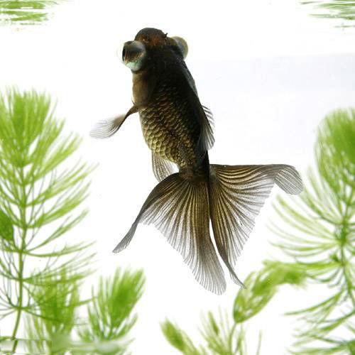 （金魚）蝶尾　色指定無し（中国産）（1匹）のサムネイル