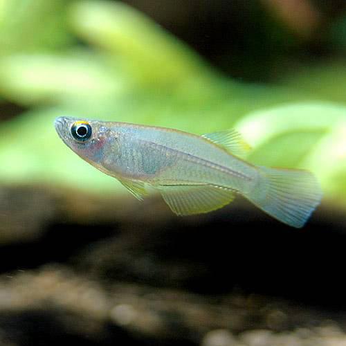 （熱帯魚）プロカトーパス・シミリス　ナイジェリア（ワイルド）（1ペア）　北海道・九州航空便要保温