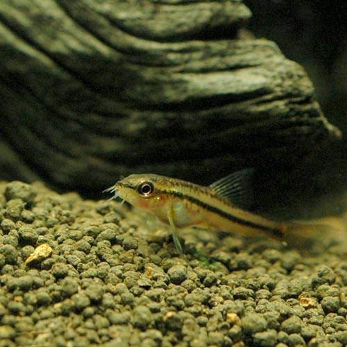 チャーム 熱帯魚 ドジョウ ペット ペットグッズ Favofavoitems チャーム 熱帯魚 ドジョウ ペット ペットグッズ Favofavoitems