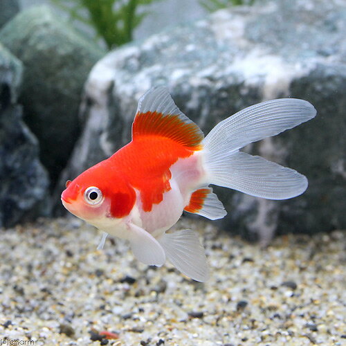 （国産金魚）玉錦（1匹）