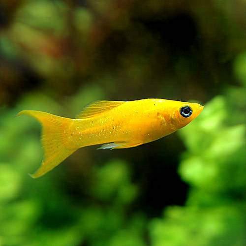 モーリーとはどんな熱帯魚 特徴や種類 飼育 繫殖方法を詳しく解説 暮らし の