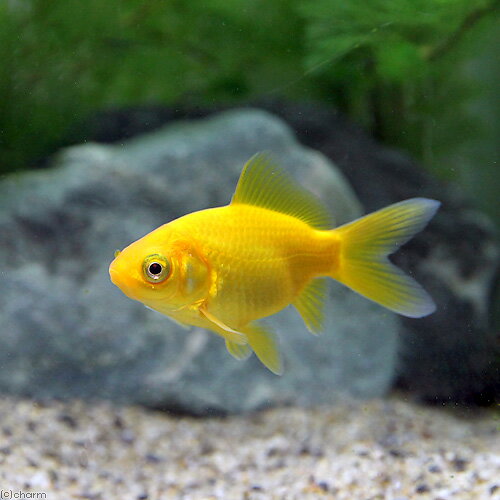 （国産金魚）ゴールデンコメット　長尾（1匹）