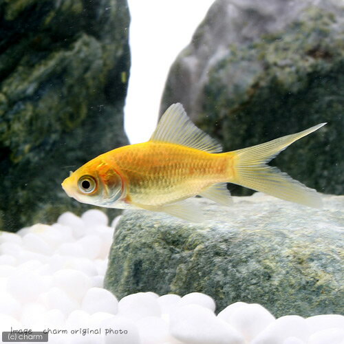 （国産金魚）ゴールデンコメット　長尾（1匹）