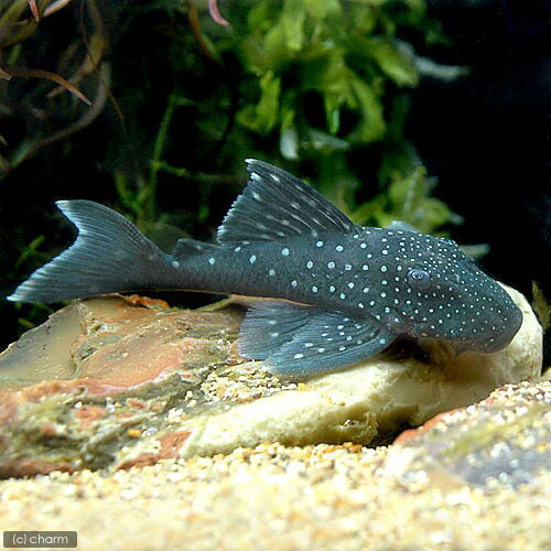 Catfish - （熱帯魚）ブルーフィン・プレコ　Mサイズ（ワイルド）（1匹） 沖縄別途送料　北海道・九州航空便要保温