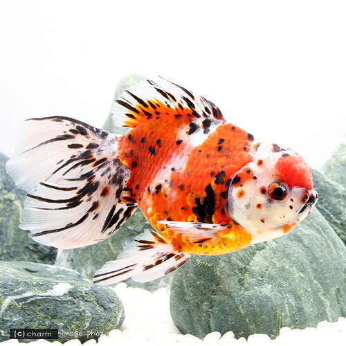 金魚・メダカ図鑑 【チャーム ペット・ガーデニング・インテリア雑貨の 