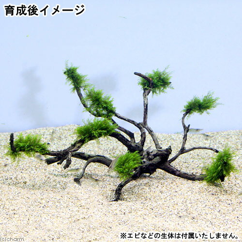 (水草)巻きたて ウォーターフェザー 枝状流木...の紹介画像3