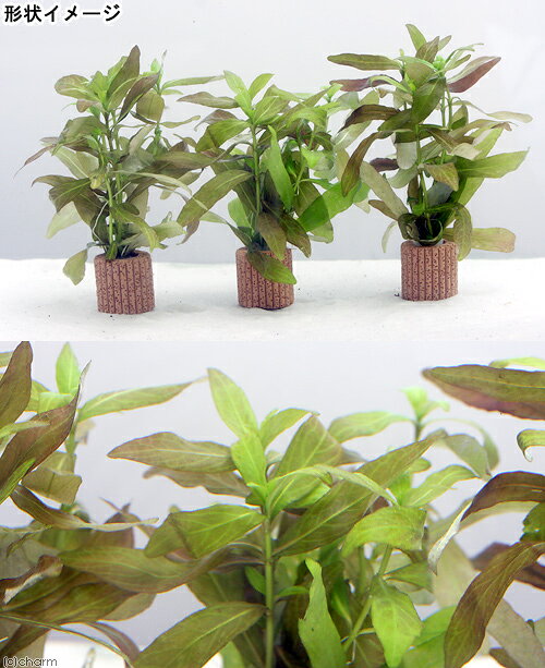 （水草）ライフマルチ（茶）ハイグロフィラ　ポリスペルマ（水中葉）（無農薬）（1...