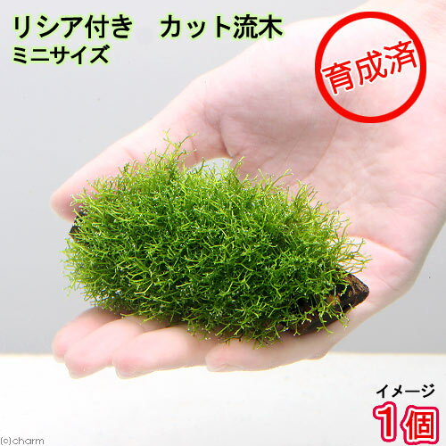 （水草）ライフマルチ（茶）ピグミーチェーンサジタリア（無農薬）（4個）