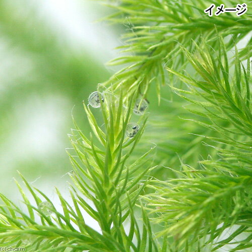 �ʿ���˥�����λ����ѡ��饤�եޥ������˥ҥ����Υ����������̢�ˡ�5�ġ�