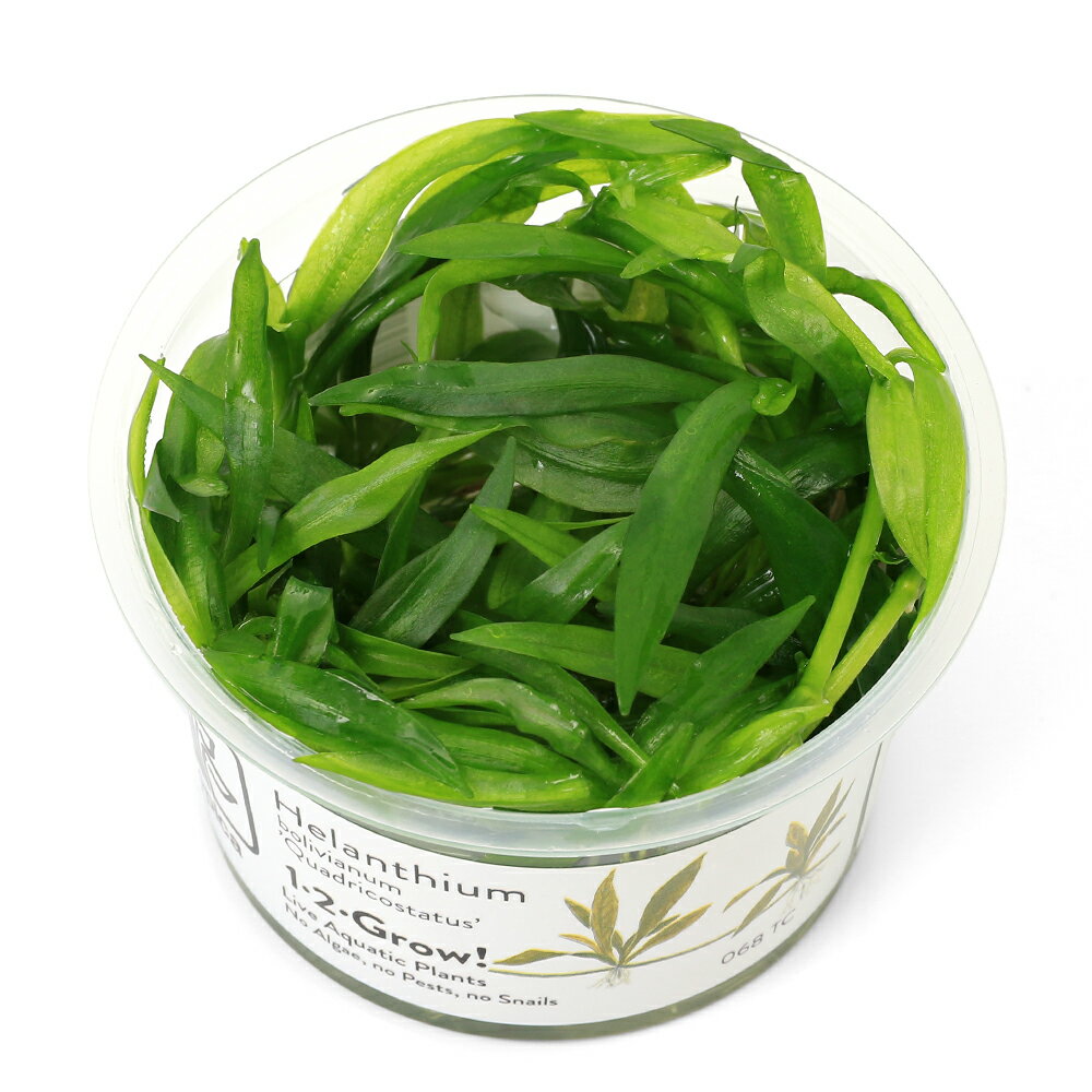 組織培養で育てられた水草です！完全無農薬で、エビにも安心！1−2−GROW！　チェーンアマゾン販売単位1カップ発送サイズカップサイズ　直径約6cm残留農薬無農薬分類オモダカ科（Alismataceae）エキノドルス属（Echinodorus）別名ー分布南米学名>Helanthium　bolivianum　”quadricostatus”（※）…改良品種や学名が不明の種は流通名での記載の場合があります。どんな種類？育成難易度　→　★★★☆☆エキノドルスの仲間。小型で前景から中景によく用いられる定番種。育成は比較的早く、酸性から弱酸性の水質で育ちます。肥料を比較的早く消費するので肥料切れによる白化に注意します。水質についてはそれ程シビアではなく、底床は大磯や砂等の砂利系でもソイルでも育ちます。ただ底床肥料はしっかりと要求しますので、トロフィカル　ベース等の初期肥料を使用するか、新芽の色合いを見ながら底床肥料の添加を行うと効果的です。光量も前景草の中では比較的要求量が少なく、他の草の陰にならないような場所であれば60cm水槽で20W2灯で育ちます。CO2の添加については外部式フィルターを使用しCO2が逃げにくい環境を作ると共に、ある程度の生体が水槽内にいればそのCO2だけで育成することも可能ですが、こう言った場合、成長速度やランナーを展開するスピードが落ちます。ランナーで区画を埋め尽くすように育てる使い方がメインになる草ですので、若干でも添加し成長を早める育成方法がお勧めです。葉が柔らかく大型化したヤマトヌマエビが多数いる水槽では新芽が多少食害を受けますので、コケ取りとしてはオトシンやミナミヌマエビを採用する方が無難です。小型と言えどもエキノドルスで、環境によってはサイズや色合いに大きな違いが出ます。ソイル系の底床を使用し、十分なCO2添加と高光量と言った条件下で育てると葉長が10cmを超えたり、色合いが赤みを帯びてくることが有ります。管理については手間が掛かる種類ではありませんが、ランナーでかなりの広範囲に広がるので希望の区画から飛び出始めた場合は、ランナーをカットし間引く必要があります。かなりの株数が1本のランナーで繋がっていることがあり、間引く場合はランナーをカットしながら1株1株引き抜いていく必要があります。育成要件＆データ光量（LED）　　　　　→　60cm20W3灯以上（2400lm以上）CO2　　　　 →　1滴／3秒（60cm標準水槽相当）pH　　　　　　→　5〜7GH　　　　 　 →　0〜6kH　　　　　　→　0〜6温度　　　　　→　20〜28度底砂　　　　　→　ソイル、大磯植栽位置　　→　前■■□□□後草姿　　　　　→　ロゼット型最大草姿　　→　横10cm　高さ10cm生長速度　　→　速め増殖方法　　→　ランナー※…育成環境は一例です。必ずしもこの環境下であれば育つことを確約するものではございません。注意※表記サイズは1株（1本）でのおおよその目安です。育成環境や、成長の度合いにより最大サイズは異なります。カップ入り組織培養水草の取扱いについて陰性水草の場合前景草の場合☆完全無農薬なのでエビにも安心！Plants　Green　プランツグリーン　250ml　（水草の栄養液）（熱帯魚）オトシンクルス（3匹）　北海道・九州航空便要保温（エビ）ミナミヌマエビ（10匹）（＋1割おまけ）（エビ・貝）カラーサザエ石巻貝（3匹）　北海道・九州航空便要保温Fe　Energy（エフイーエナジー）　400g　5mm　（水草の栄養素）日本動物薬品　ニチドウ　水草が育つCO2リキッド　2本入　（緑） … PF_SPQ　水草　前景草　絨毯　組織培養　カップ　1−2−GROW！　Helanthium　bolivianum　quadricostatus　オモダカ科　Alismataceae　エキノドルス属　Echinodorus　エキノ　20260213　DN■この商品をお買い上げのお客様は、下記商品もお買い上げです。※この商品には付属しません。■Plants　Green　プランツグリーン　250ml　（水草の栄養液）（熱帯魚）オトシンクルス（3匹）　北海道・九州航空便要保温（エビ）ミナミヌマエビ（10匹）（＋1割おまけ）（エビ・貝）カラーサザエ石巻貝（3匹）　北海道・九州航空便要保温Fe　Energy（エフイーエナジー）　400g　5mm　（水草の栄養素）日本動物薬品　ニチドウ　水草が育つCO2リキッド　2本入　（緑）