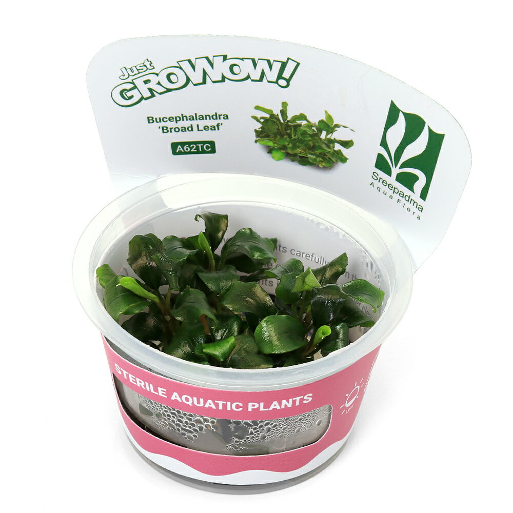 楽天市場】組織培養 ブセファランドラの通販