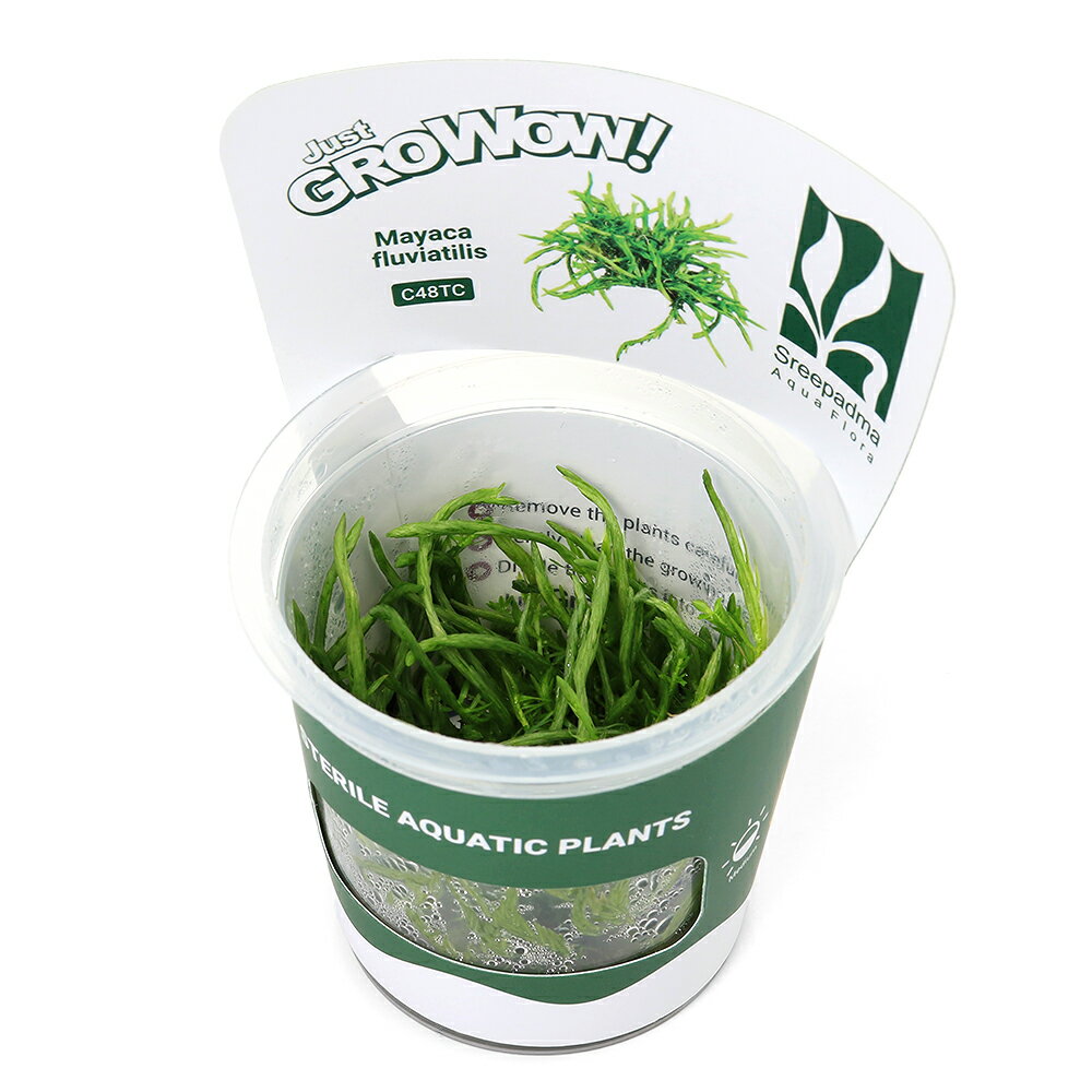 組織培養で育てられた水草です！完全無農薬で、エビにも安心！GROWOW！　マヤカ販売単位1カップ発送サイズカップサイズ　直径約6cm残留農薬無農薬分類マヤカ科（Mayaca）別名—分布北米学名Mayaca　fluviatilis（※）…改良品種や学名が不明の種は流通名での記載の場合があります。どんな種類？フワフワとした淡い緑色の葉が楽しめます。育成は他の一般種同様酸性から中性の水質で、液肥主体の施肥を行います。光量は60cm水槽で3灯あれば十分ですが、下葉が無くなってきたら光量不足のサインです。CO2添加は酸性下であれば必ずしも必要ではありません。育成要件＆データ育成難易度　　　　→　★★★☆☆光量　　　　　　→　60cm20W2灯以上（1600〜2000lm）CO2　　　　　→　1滴／3秒（60cm標準水槽相当）pH　　　　　　→　5〜7GH　　 　 →　0〜6kH　　　　　　→　0〜6温度　　　　　　→　20〜28度底砂　　　　　　→　ソイル植栽位置　　　　→　前□■■■■後草姿　　　　　　→　有茎草最大草姿　　　　→　横3cm　高さ50cm生長速度　　　　→　速い増殖方法　　　　→　差し戻し※…育成環境は一例です。必ずしもこの環境下であれば育つことを確約するものではございません。注意※表記サイズは1株（1本）でのおおよその目安です。育成環境や、成長の度合いにより最大サイズは異なります。カップ入り組織培養水草の取扱いについて陰性水草の場合前景草の場合☆完全無農薬なのでエビにも安心！Plants　Green　プランツグリーン　250ml　（水草の栄養液）（熱帯魚）オトシンクルス（3匹）　北海道・九州航空便要保温（エビ）ミナミヌマエビ（10匹）（＋1割おまけ）（エビ・貝）カラーサザエ石巻貝（3匹）　北海道・九州航空便要保温Fe　Energy（エフイーエナジー）　400g　5mm　（水草の栄養素）日本動物薬品　ニチドウ　水草が育つCO2リキッド　2本入　（緑） … PF_SPQ　水草　中景草　グロウワウ　グロウワオ　組織培養　カップ　グロー　GROW　GROWOW　マヤカ　20260312　DN■この商品をお買い上げのお客様は、下記商品もお買い上げです。※この商品には付属しません。■Plants　Green　プランツグリーン　250ml　（水草の栄養液）（熱帯魚）オトシンクルス（3匹）　北海道・九州航空便要保温（エビ）ミナミヌマエビ（10匹）（＋1割おまけ）（エビ・貝）カラーサザエ石巻貝（3匹）　北海道・九州航空便要保温Fe　Energy（エフイーエナジー）　400g　5mm　（水草の栄養素）日本動物薬品　ニチドウ　水草が育つCO2リキッド　2本入　（緑）