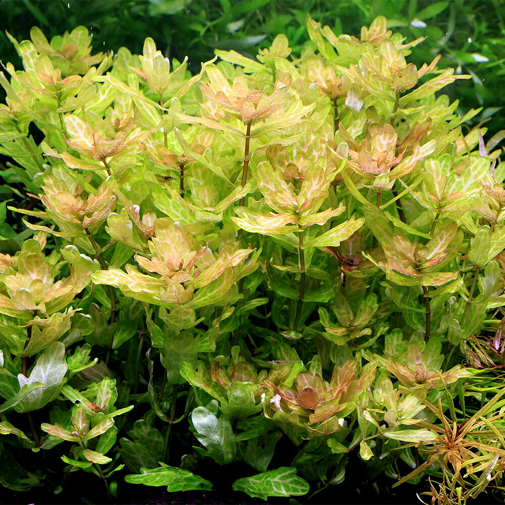 �ʿ���˥ۥ磻�ȡ��ᥭ������С����ʿ����աˡ�̵�����ˡ�3�ܡ�