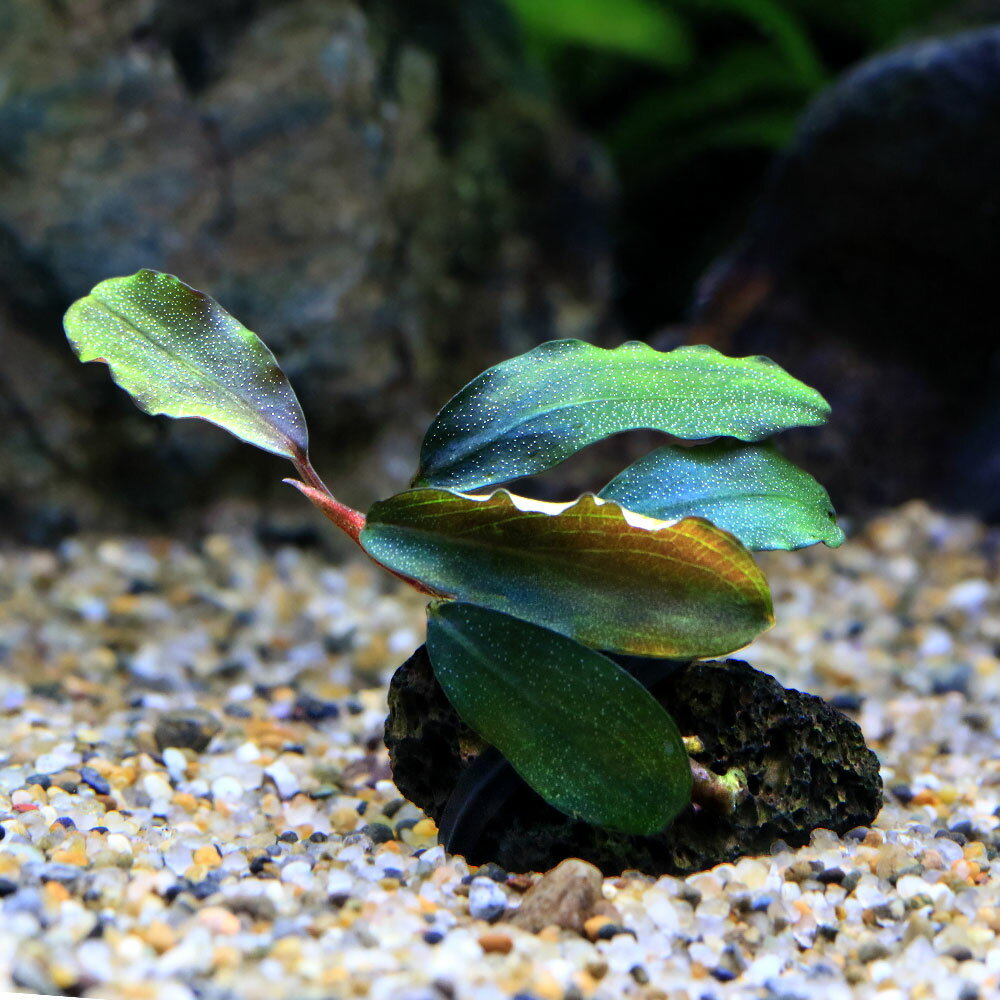 楽天市場】ブセファランドラ（熱帯魚・アクアリウム｜ペット・ペット