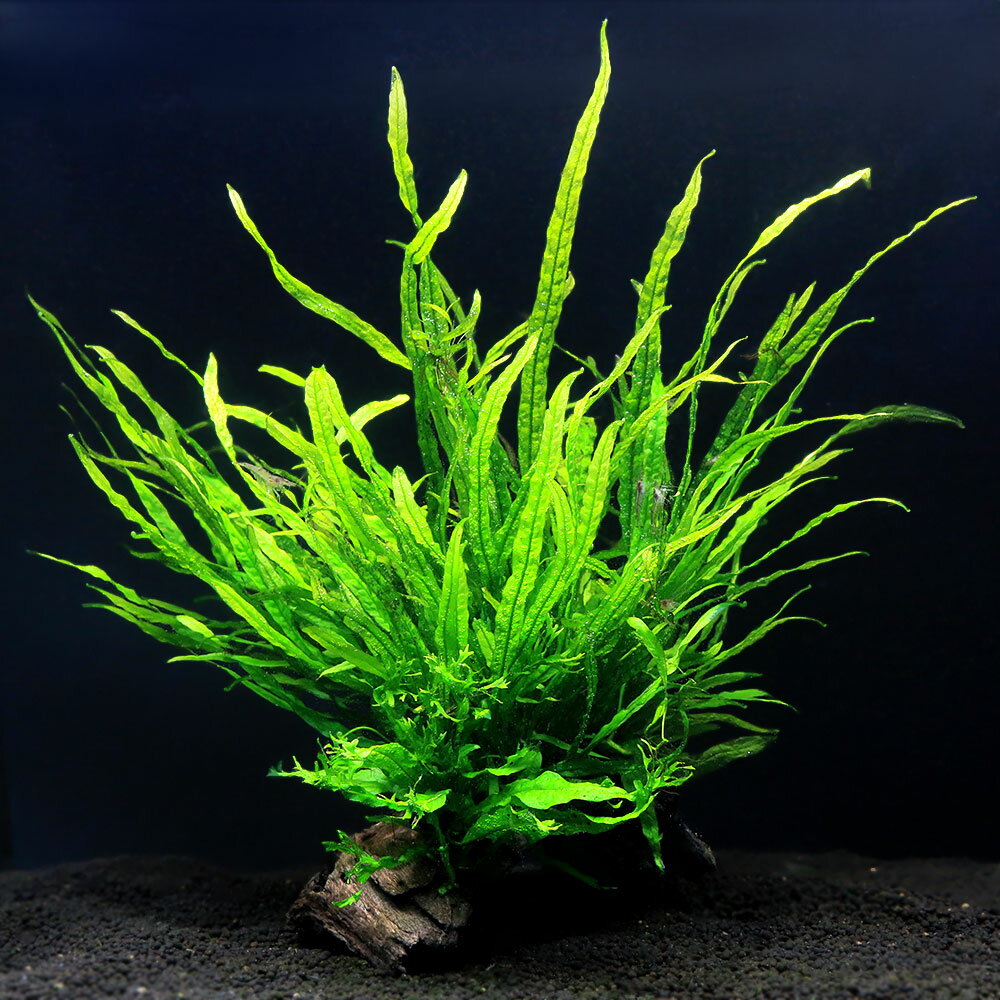 （水草）一点物　育成済み　ミクロソリウム　セミナロー＆レア種ミクロ付流木（水中葉）（1個）（480295）