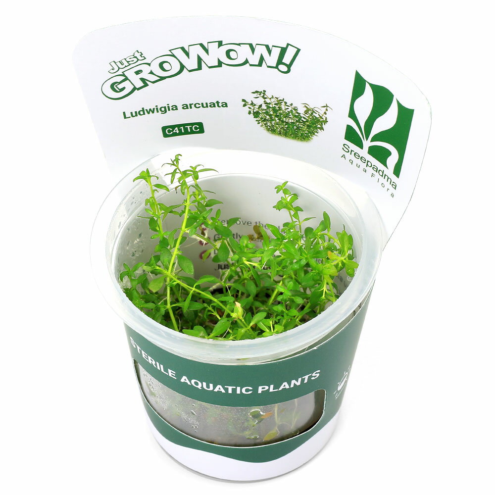 （水草）組織培養GROWOW！　ニードルリーフ　ルドウィジア（無農薬）（1カップ）C41TC