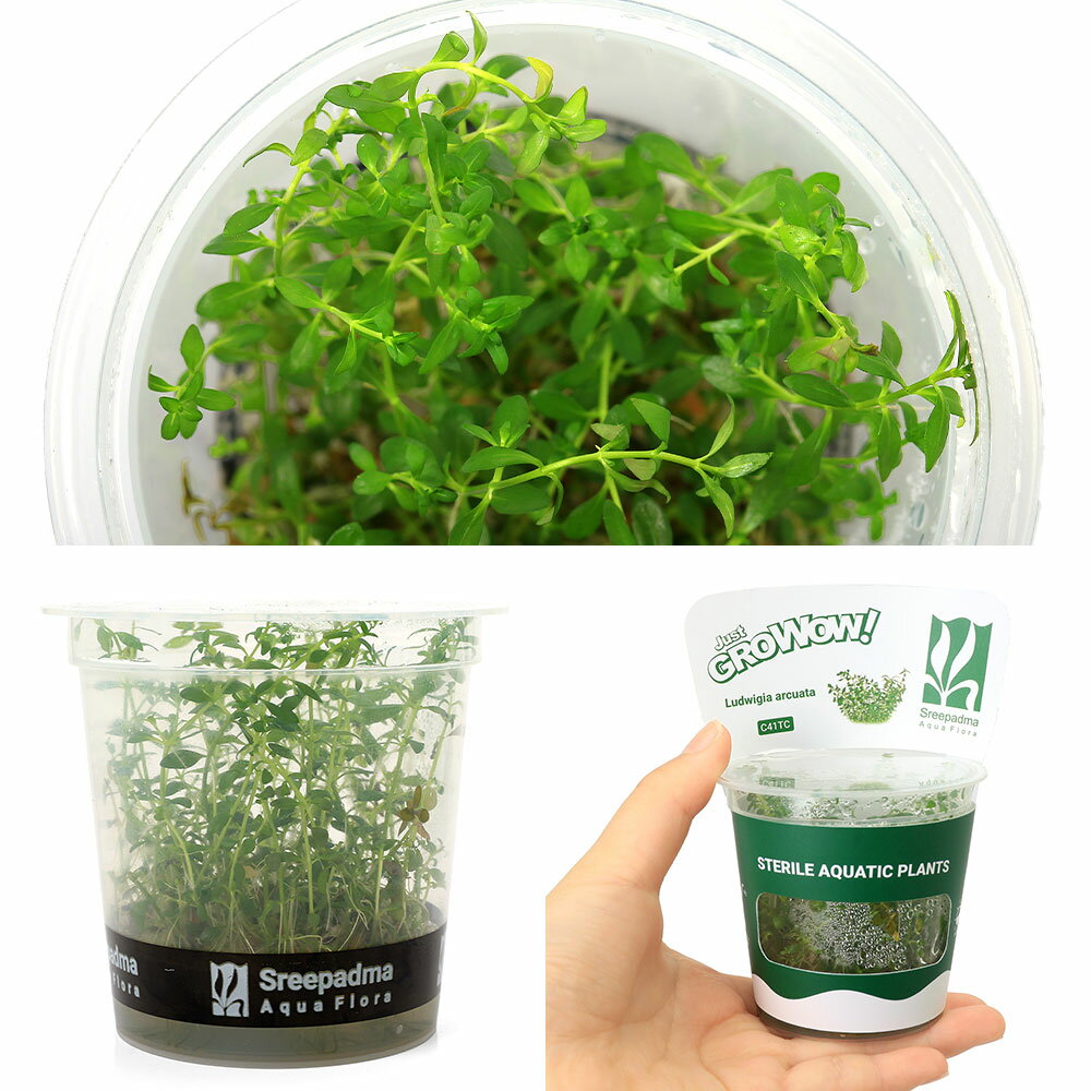 （水草）組織培養GROWOW！　ニードルリーフ　ルドウィジア（無農薬）（1カップ）C41TC