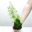 （水草）Plants　Arrangement　ザ　ボンサイ　Ver．35（1個）