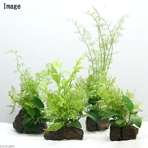 （水草）Plants　Arrangement　ザ　ボンサイ　Ver．35（1個）
