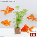 (水草)メダカ・金魚藻 ライフマルチ(茶)アンブリア(水中葉)(無農薬)(1個)