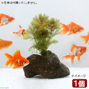 (水草)メダカ・金魚藻 アンブリア 穴あき溶岩石付き(水中葉)(無農薬)(1個)