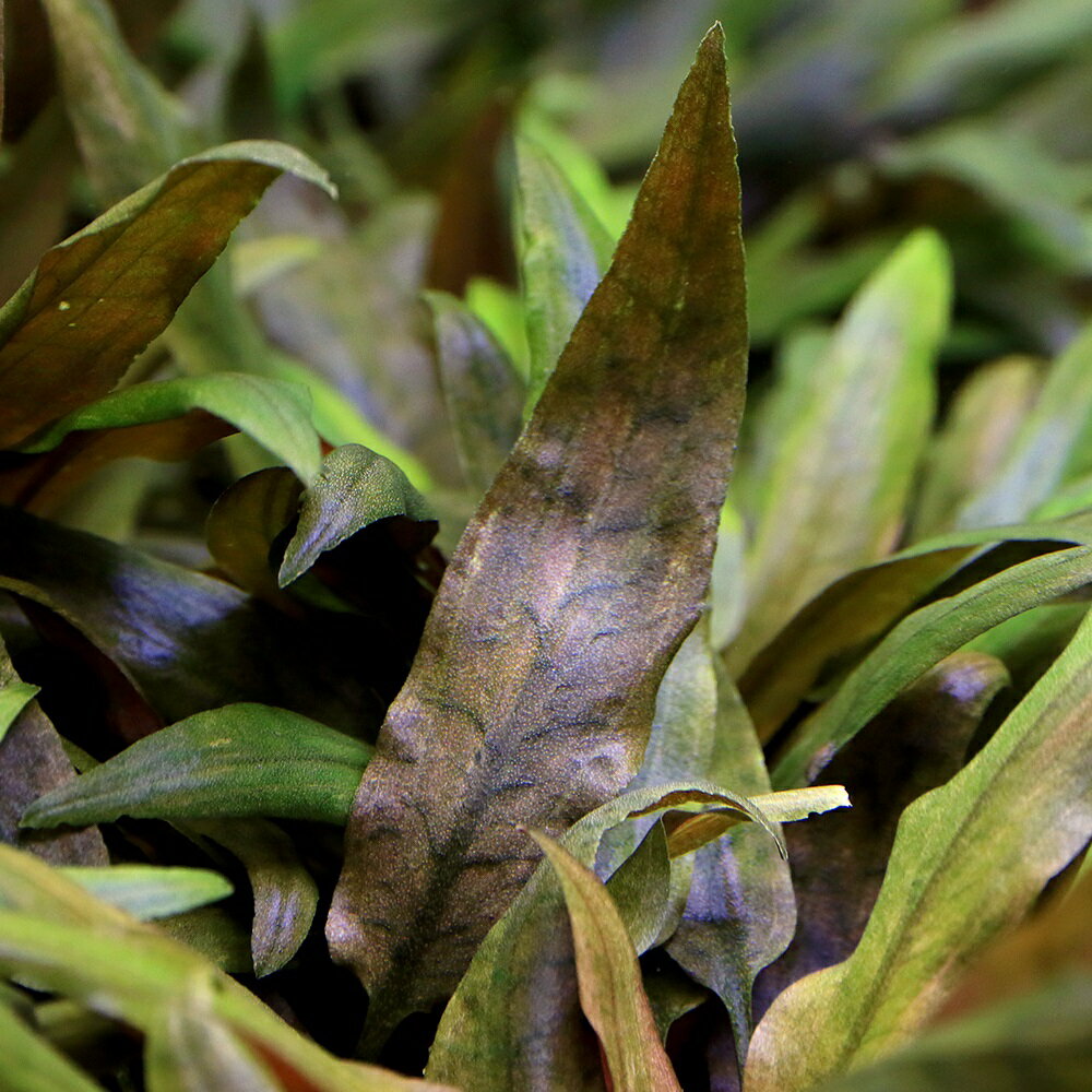 �ʿ���˥���ץȥ���͡��٥��å�����̵�����ˡʿ����աˡ�1����