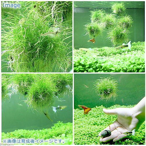 （水草）巻きたて　ヘアーグラスショートバルーン（無農薬）（1個）