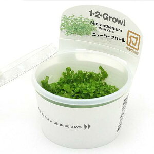 (水草)組織培養1−2−GROW! ニューラージパールグラス トロピカ製(無農薬)(1カップ) 北海道・九州航空便要保温