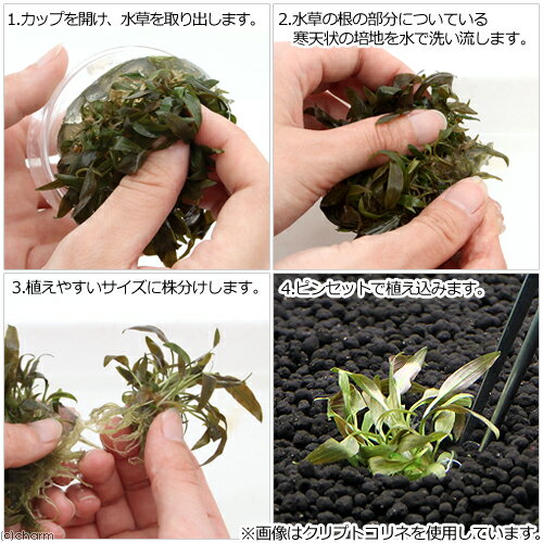 (水草)組織培養 クリプトコリネ ウェンティー...の紹介画像3