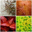(水草)おまかせ2色紅葉セット(水中葉)(無農薬)(10本)