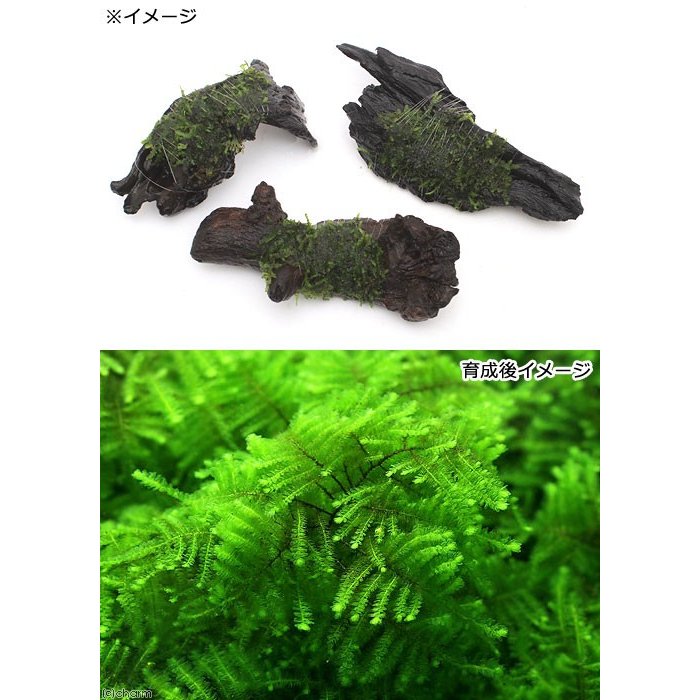（水草）巻きたて　モスsp．パルケータスエマス　蛍光グリーンタイプ　流木Sサイズ...