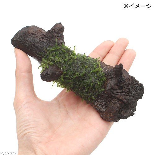 （水草）巻きたて　モスsp．パルケータスエマス　蛍光グリーンタイプ　流木Sサイズ...