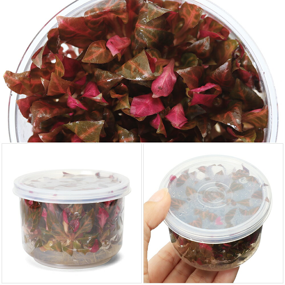 �ʿ�����ȿ����ܡ�����ƥ�ʥ�ƥ顡�쥤�󥭡����������̵�����ˡ�1���åס�