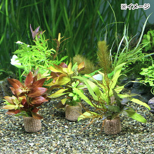 charm 楽天市場店の（水草）ライフマルチ（茶）寄せ植えミックス（水中葉）（無農薬）（1個）｜アングル2