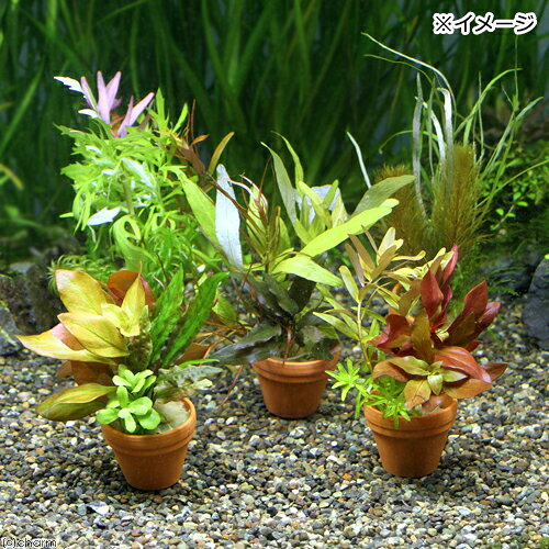 charm 楽天市場店の（水草）プチ素焼き鉢　寄せ植えミックス（水中葉）（無農薬）（1鉢）｜アングル2