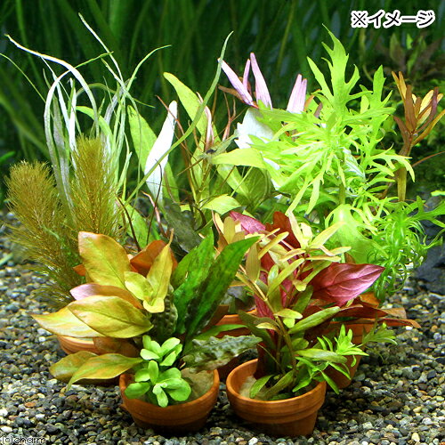 charm 楽天市場店の（水草）プチ素焼き鉢　寄せ植えミックス（水中葉）（無農薬）（1鉢）｜アングル3