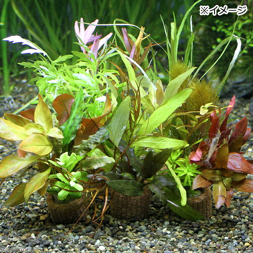 charm 楽天市場店の（水草）ライフマルチ（茶）寄せ植えミックス（水中葉）（無農薬）（3個）｜アングル3