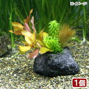 (水草)置くだけ簡単 寄せ植えミックス 穴あき溶岩石付き(水中葉)(無農薬)(1個)