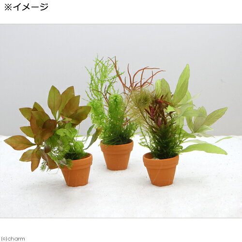 （水草）プチ素焼き鉢　ウィローモスと寄せ植えミックス（水中葉）（無農薬）（3個）